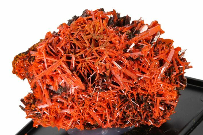 Bright Orange Crocoite Crystal Cluster - Tasmania #148517